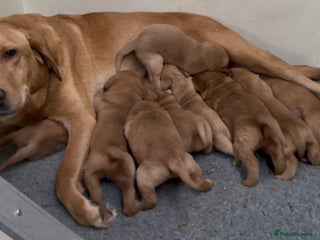 Labrador Retriever dogs - Advert 1