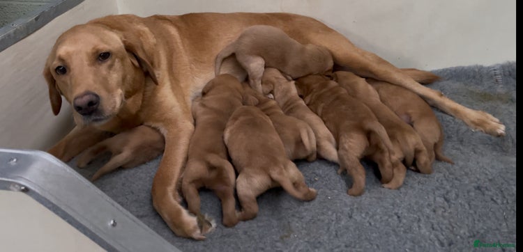 Labrador Retriever dogs - Advert 1