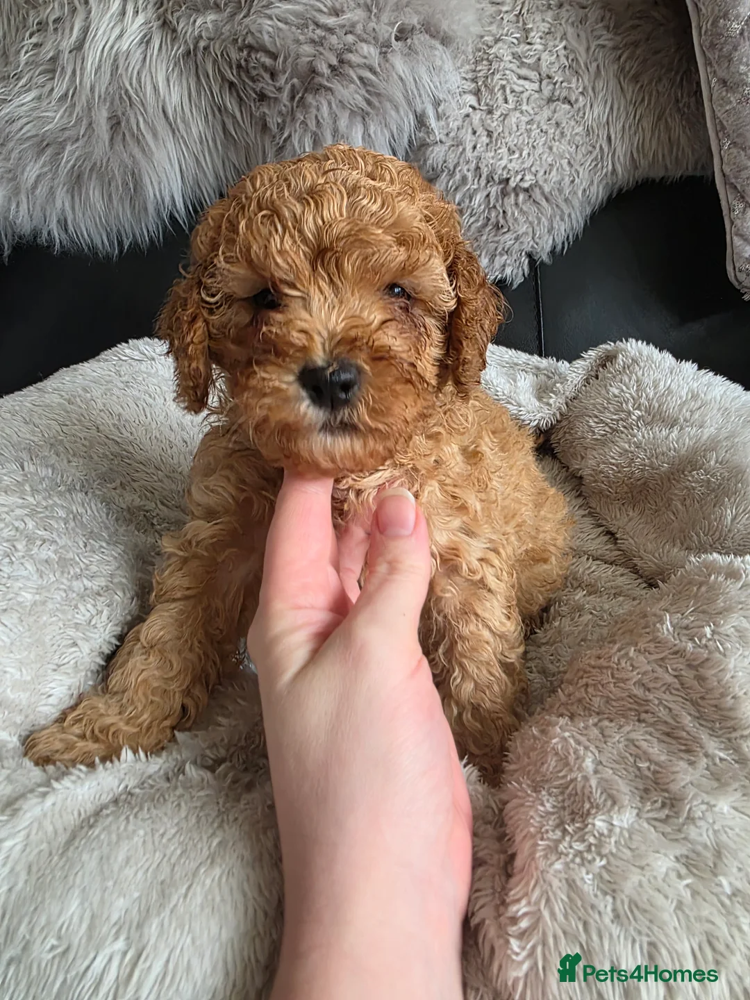 Cockapoo dogs for sale: Cream Cockapoo puppies - Advert 24
