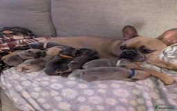 French Bulldog dogs for sale: Beautiful Well Bred French Bulldogs  - Image 12