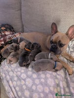 French Bulldog dogs - Advert 13