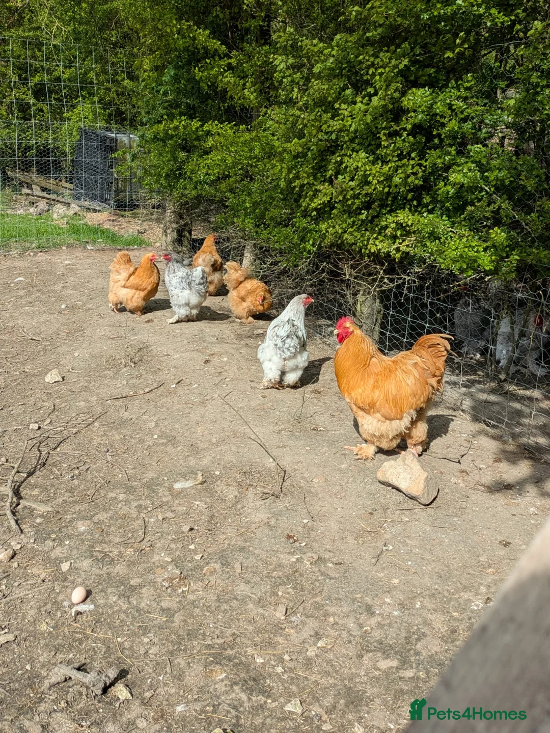 Chickens poultry for sale: Grey Brahma Trio in Swindon - Advert 3