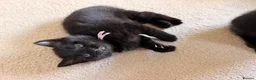 Mixed Breed cats for sale: Kittens available  - Advert 13