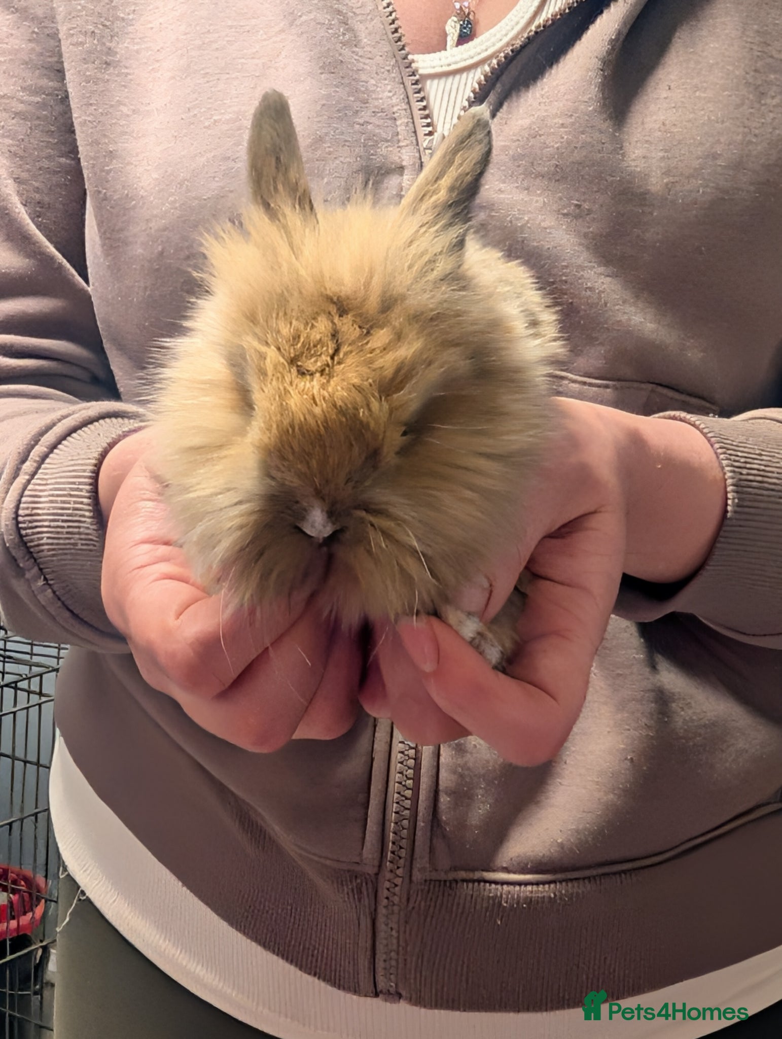 Mini Lion Lop rabbits 5 absolutely adorable baby bunnies  - Advert 18