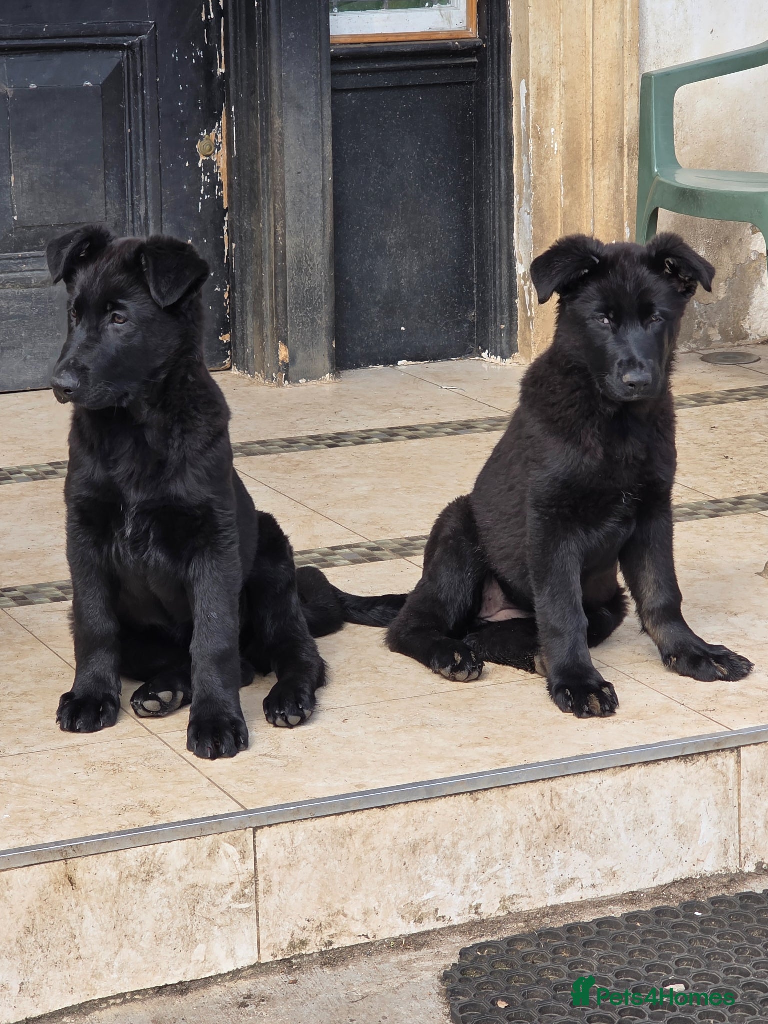 German Shepherd dogs Rare All-Black Blue-eyed GSD - Parents owned - Advert 3