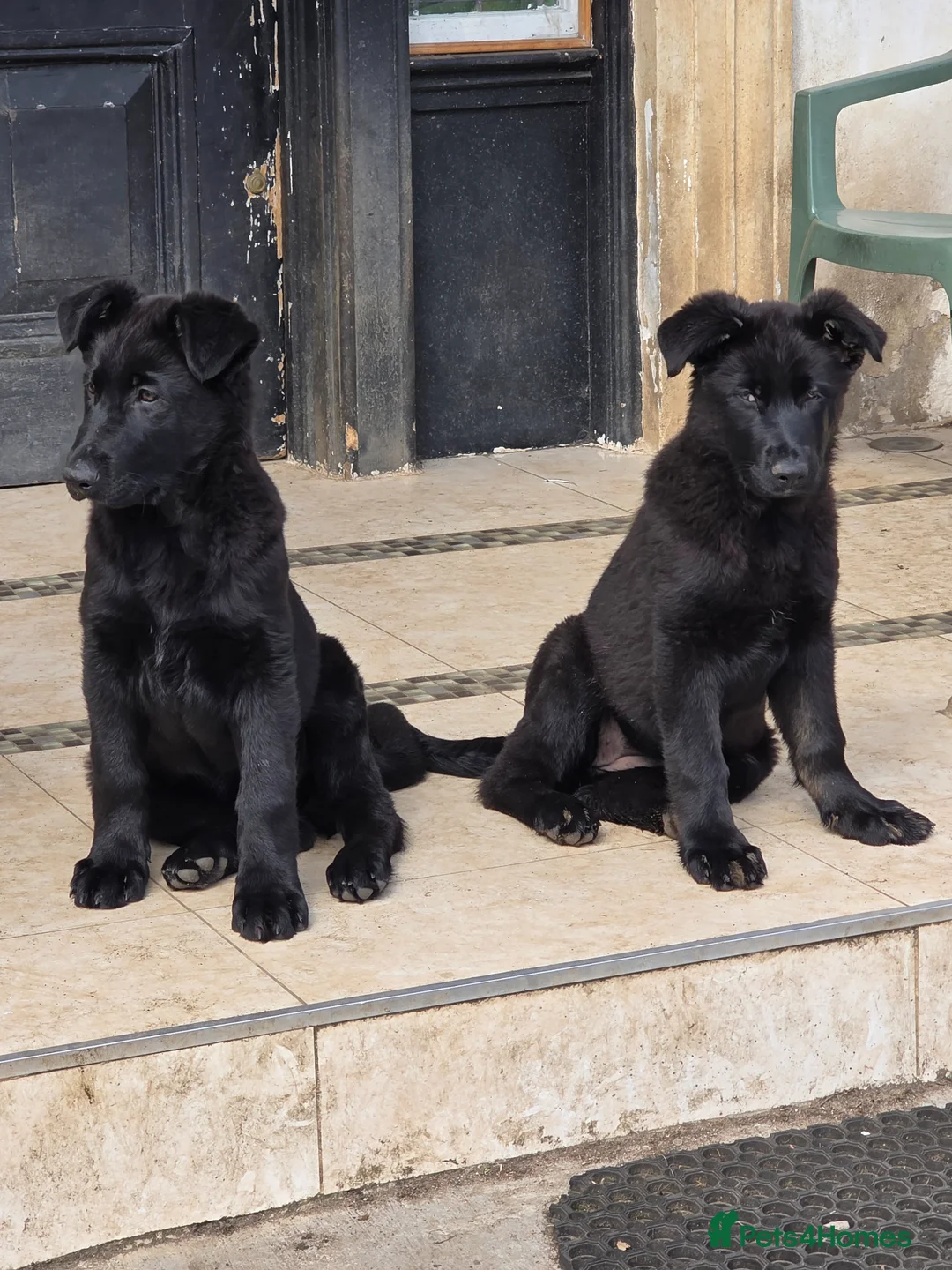 German Shepherd dogs for sale: (LAST ONE) Rare All-Black GSD - Parents owned - Advert 1