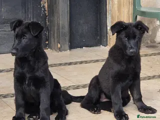 German Shepherd dogs Rare All-Black Blue-eyed GSD - Parents owned - Advert 3