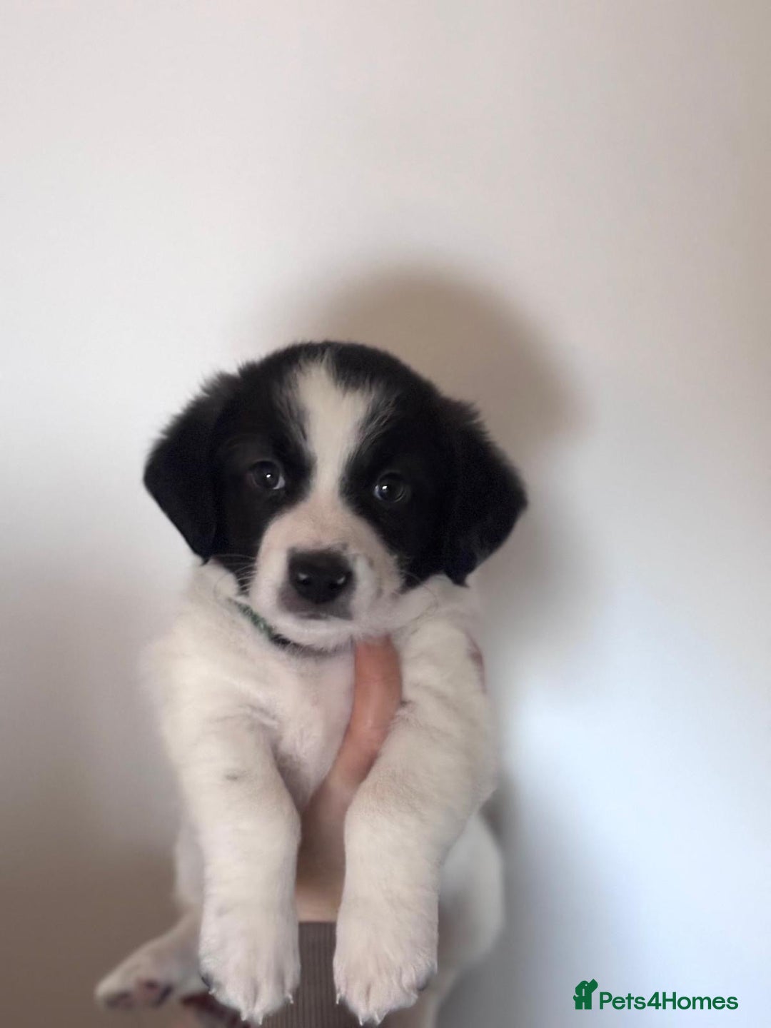 Mixed Breed dogs for sale: 3 beautiful Bichon Maltese mixed breed pups - Advert 17