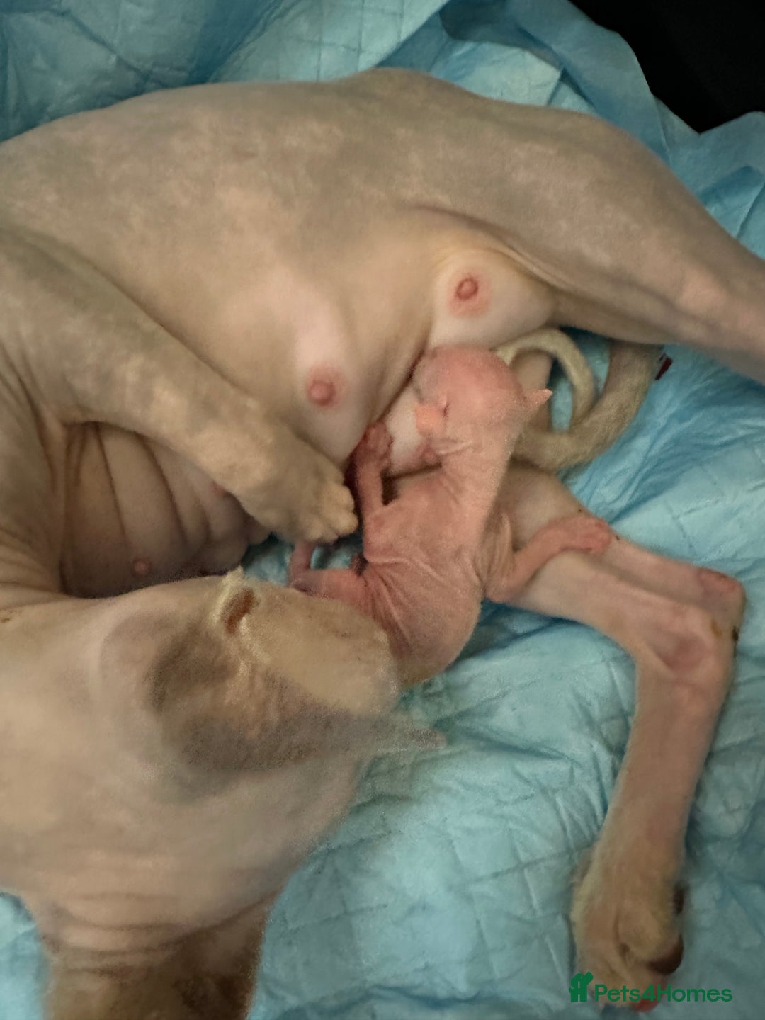 Sphynx cats for sale: Pedigree Sphynx Kitten in Bedford - Image 5