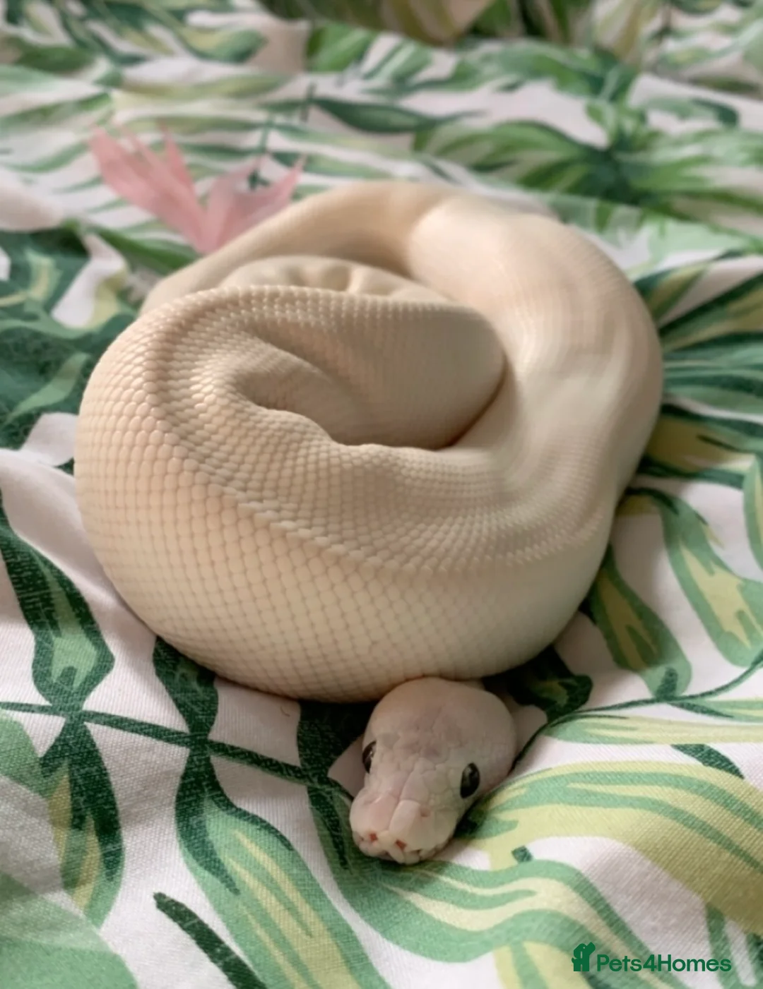 Python Snake reptiles for sale: Blue-eyed Leucistic Royal Python - Advert 3