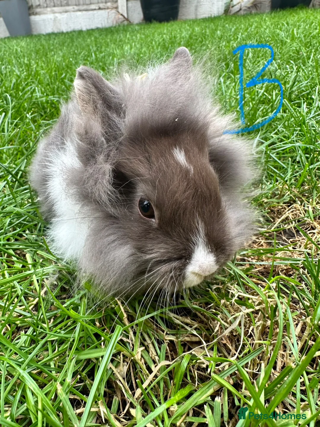 Lionhead rabbits for sale: Lionhead rabbits for sale  - Advert 1