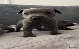 Staffordshire Bull Terrier dogs for sale: Blue Staffordshire Bull Terrier - Image 2