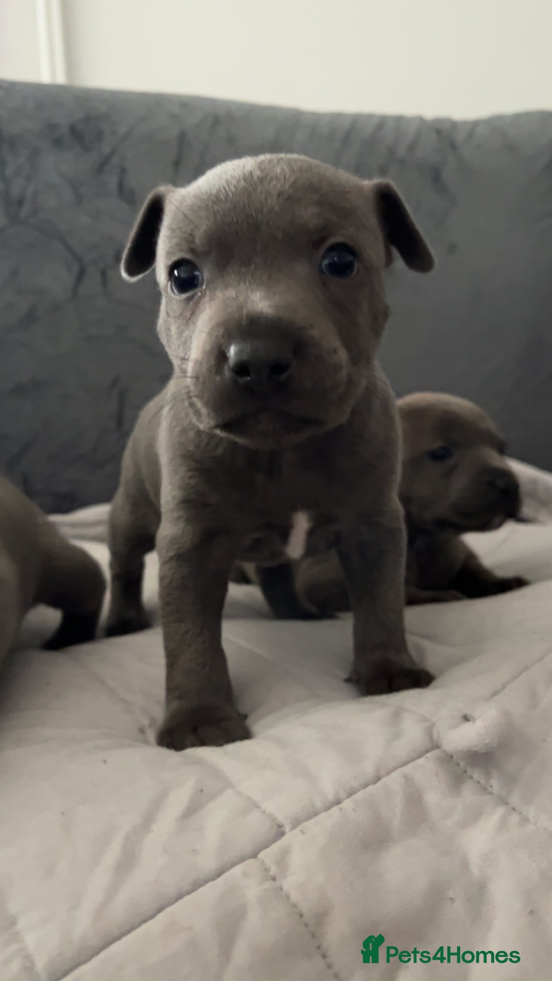 Staffordshire Bull Terrier dogs for sale: Blue Staffordshire Bull Terrier - Image 2