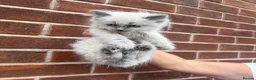 Ragdoll cats for sale: Ragdoll Kittens  - Advert 2