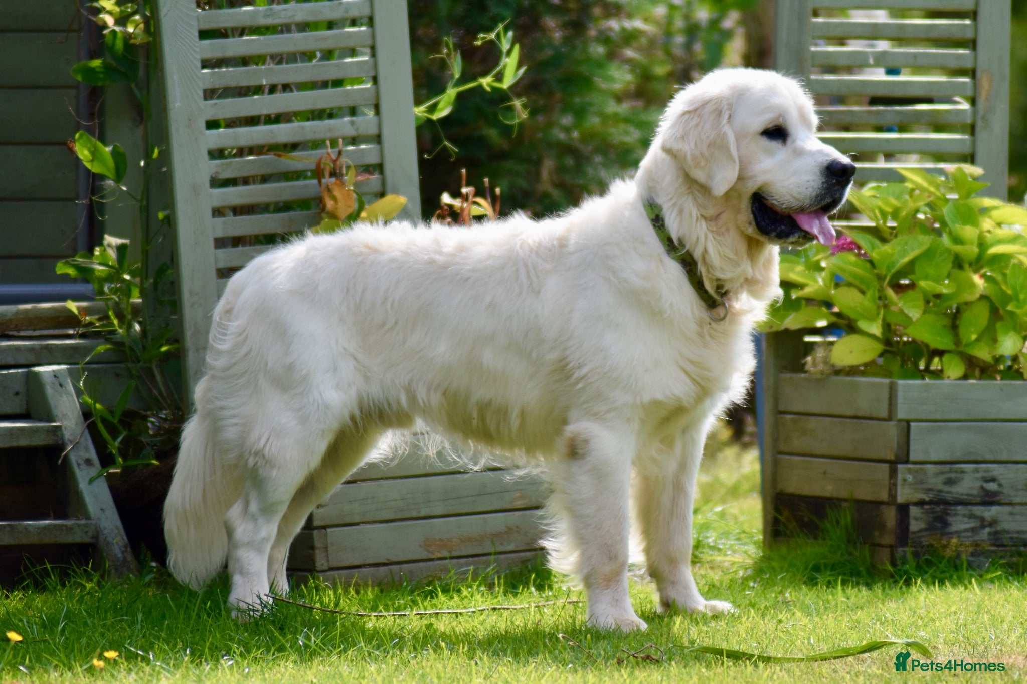 Golden Retriever dogs Fully health tested, KC reg pale Cream boy  - Advert 1
