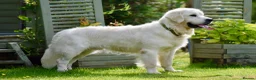 Golden Retriever dogs for stud: Fully health tested, KC reg pale Cream boy  - Advert 1