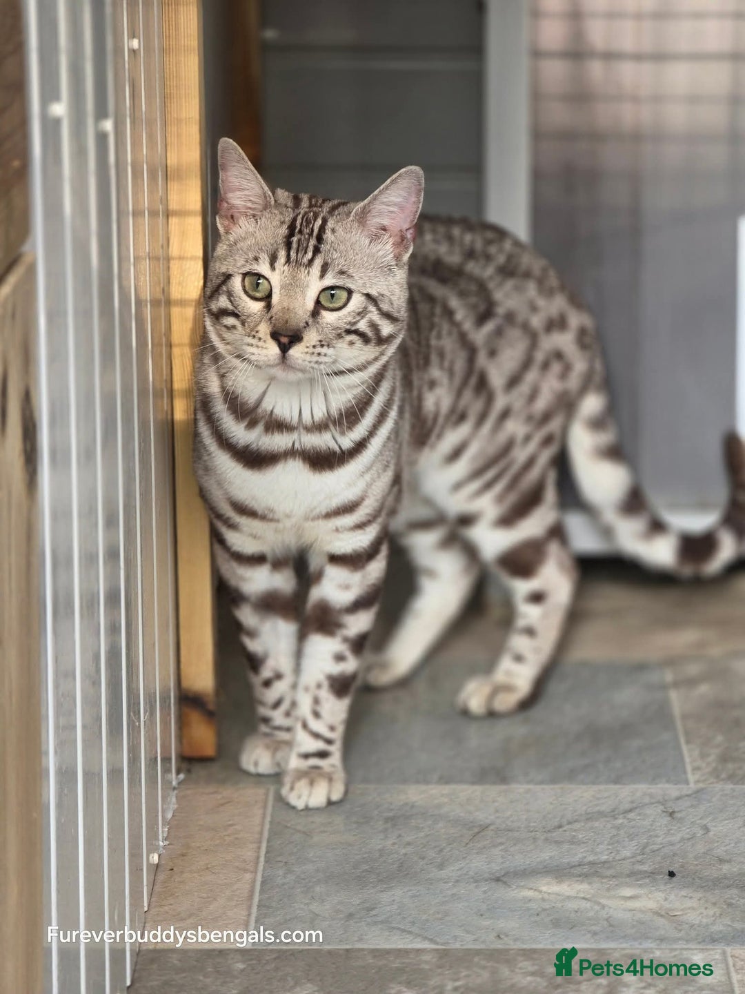 Bengal cats for sale: Sterling Silver Sepia Male Bengal  - Advert 3