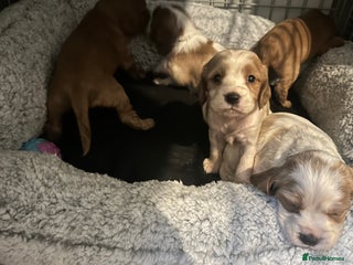 Cockalier dogs Cockalier puppies - Advert 1