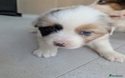 Australian Shepherd dogs for sale: Australian Shepherd puppies for sale  - Image 3