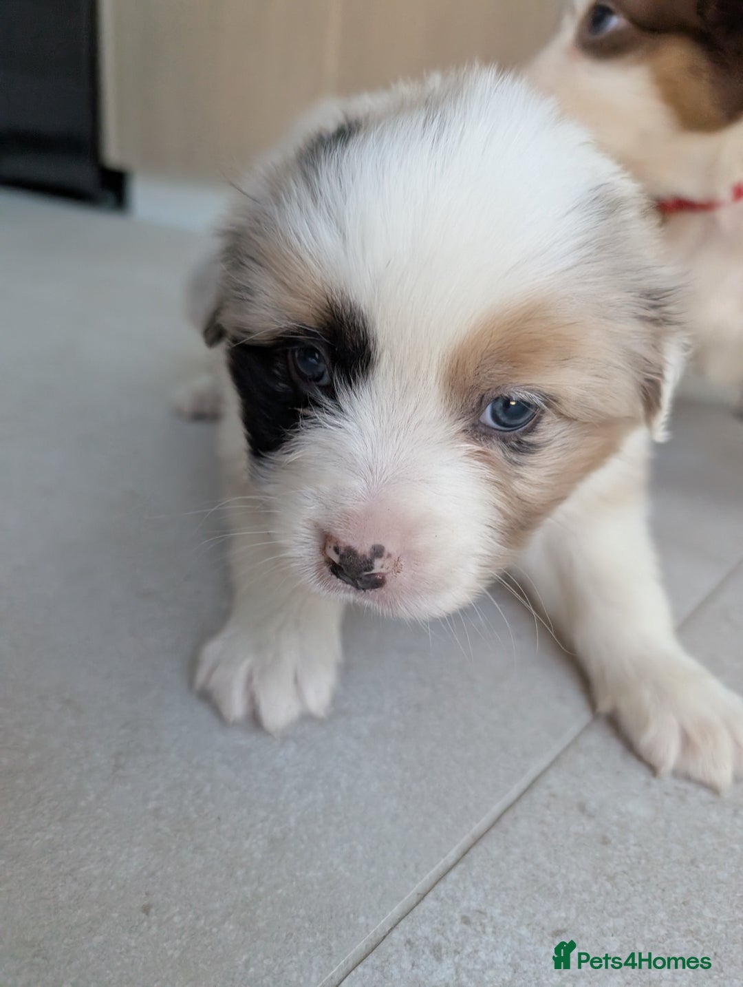 Australian Shepherd dogs for sale: Australian Shepherd puppies for sale  - Image 3