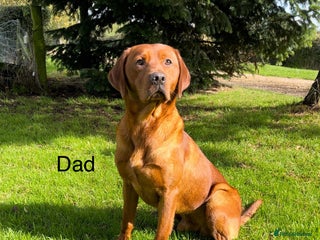 Labrador Retriever dogs - Advert 26