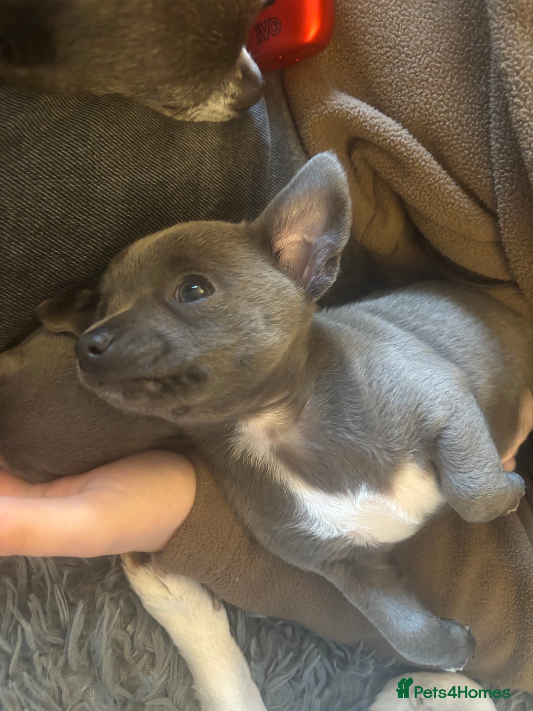 Chihuahua dogs for sale: Blue chihuahua puppies - Advert 7