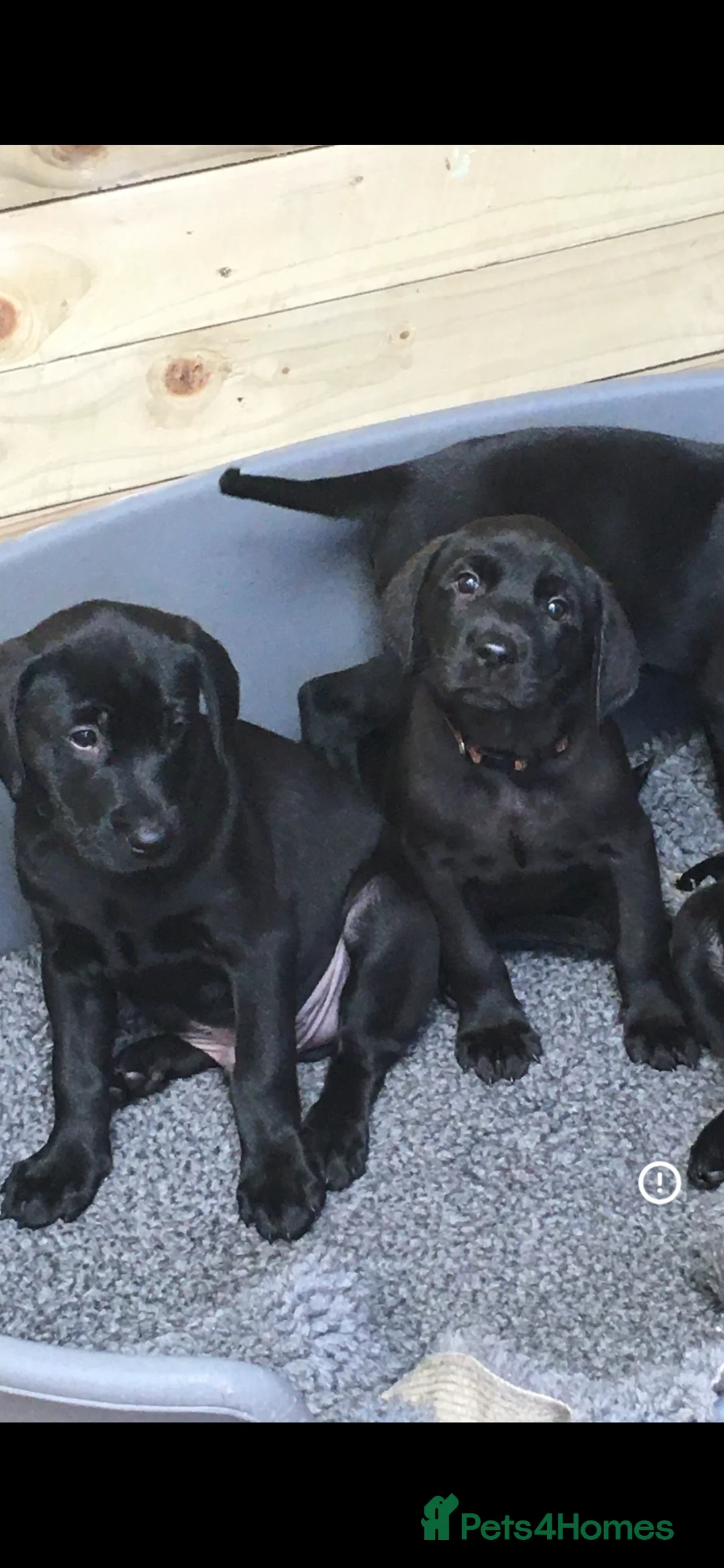 Labrador Retriever dogs for sale:  PEDIGREE FIELD TRIALS, WORKING OR PET PUPPIES  - Advert 5