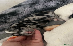 Cockapoo dogs for sale: Multi-Gen Cockapoo Puppies for sale.  - Image 1