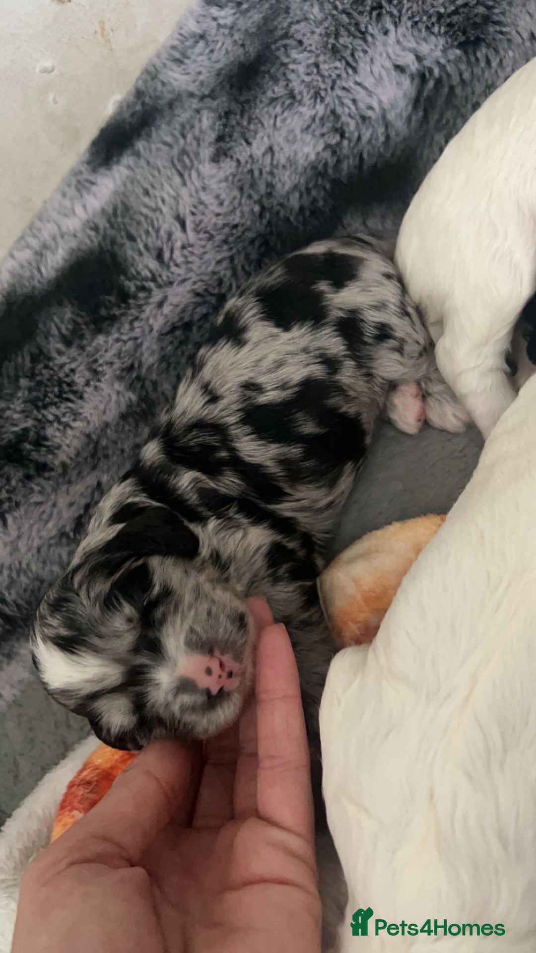 Cockapoo dogs for sale: Multi-Gen Cockapoo Puppies for sale.  - Image 1