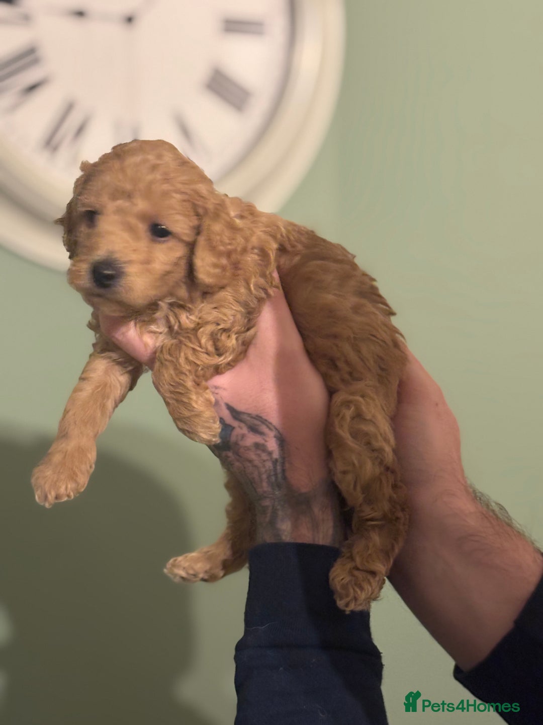 Toy Poodle dogs for sale: Toy poodles for sale - Advert 8