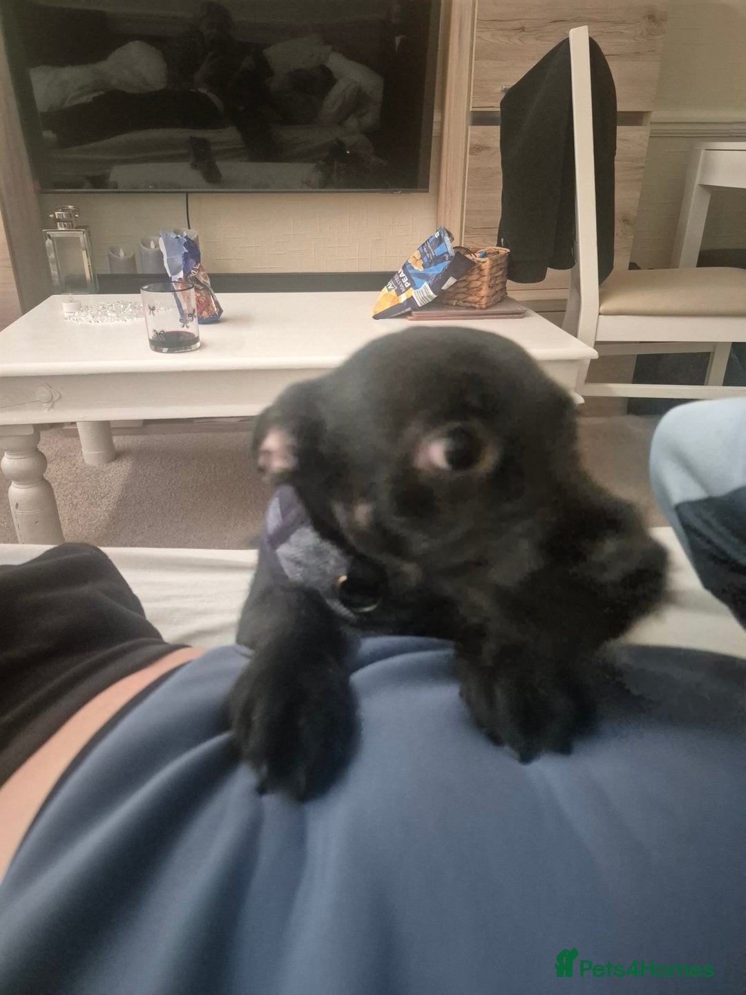 Mixed Breed dogs for sale: Male 450  - Advert 3