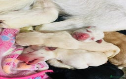 Labrador Retriever dogs for sale: 3 Color KC Labrador retriever 24.12 ready go  - Image 6