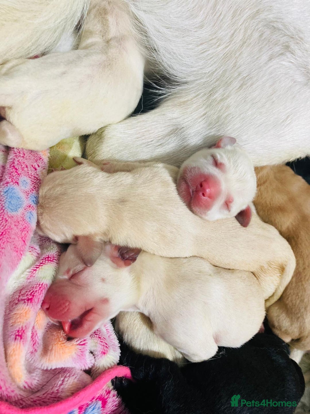 Labrador Retriever dogs for sale: 3 Color KC Labrador retriever 24.12 ready go  - Image 6