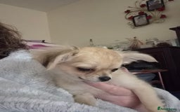 Chihuahua dogs for sale: Long haired chihuahua  - Image 17