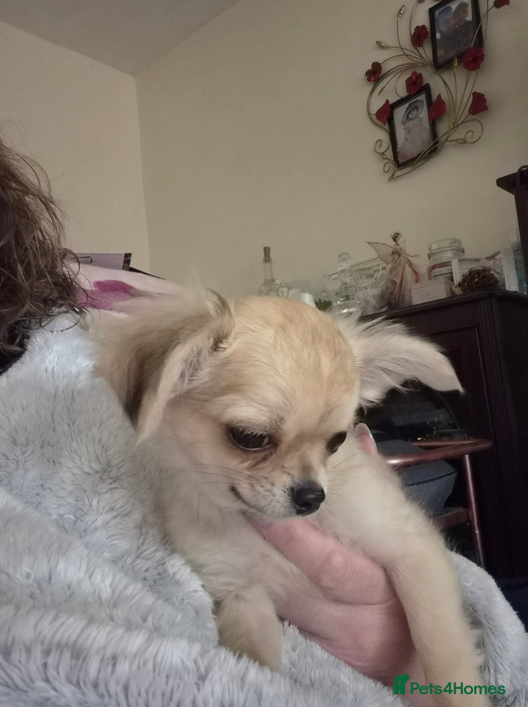 Chihuahua dogs for sale: Long haired chihuahua  - Image 17