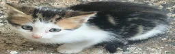 Mixed Breed cats for sale: Beautiful floofs ready now - Advert 5