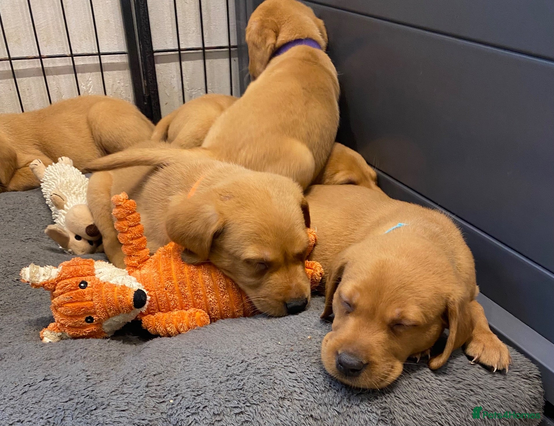 Labrador Retriever dogs FOX RED LAB PUPS PARENTS EXTENSIVELY HEALTH TESTED - Advert 1