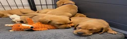 Labrador Retriever dogs for sale: EXCEPTIONALLY WELL BRED FOX RED LABRADOR PUPPIES  - Advert 8