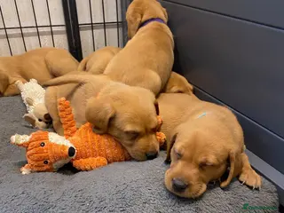 Labrador Retriever dogs FOX RED LAB PUPS PARENTS EXTENSIVELY HEALTH TESTED - Advert 1