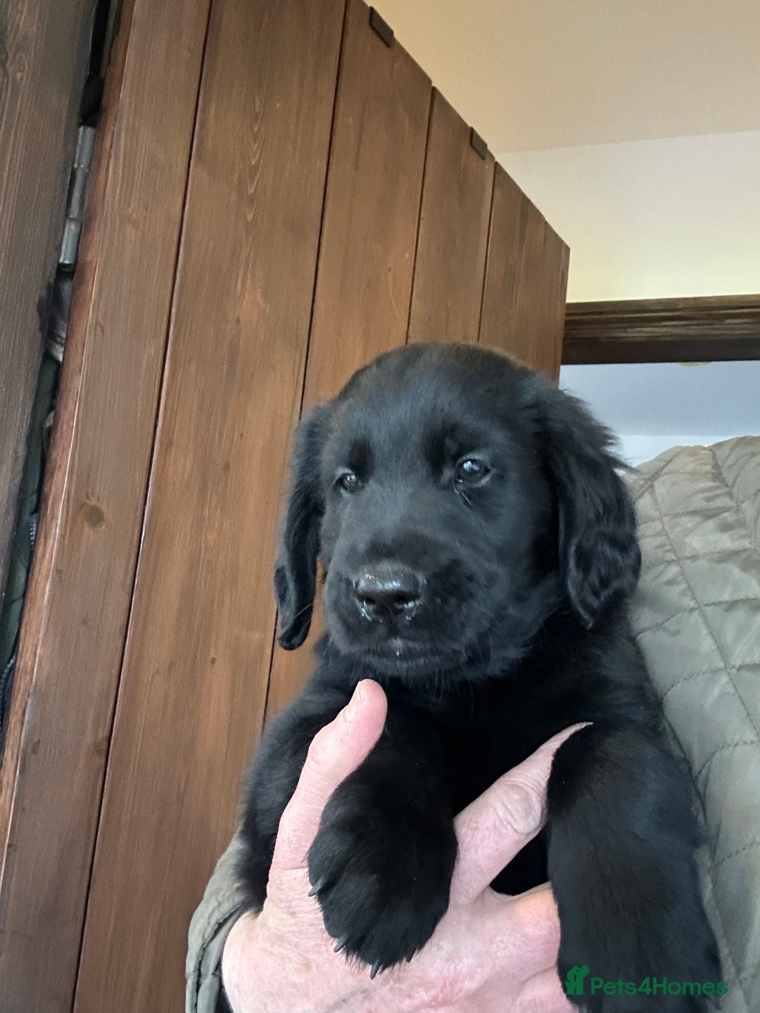 Flat coated Retriever dogs for sale: Flat coated x Golden Retriever puppies - Image 9