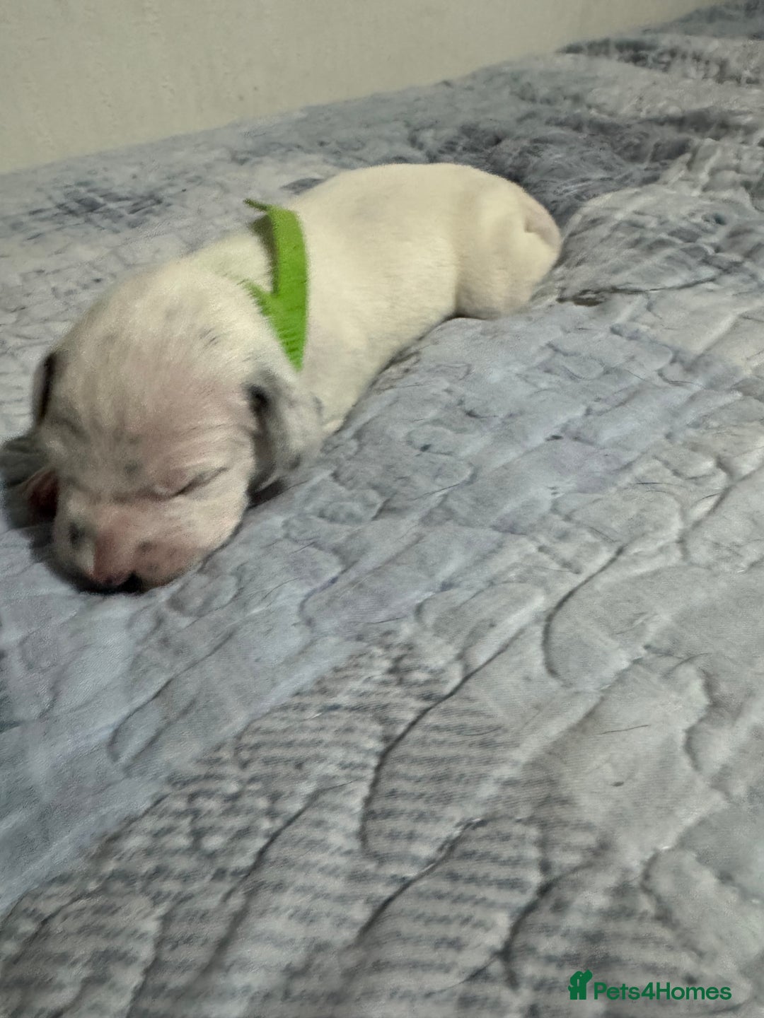 Dalmatian dogs for sale: KC Registered Dalmatian pups! - Advert 21