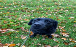 Labrador Retriever dogs for sale: Beautiful Black Labrador Bitch For Sale - Image 1