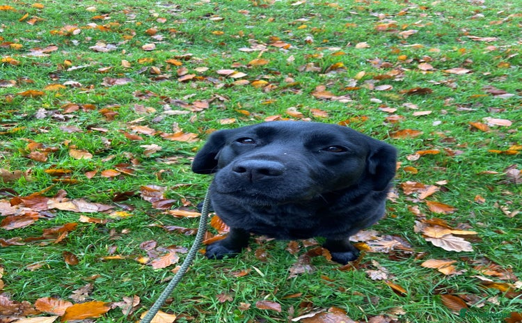 Labrador Retriever dogs - Advert 15