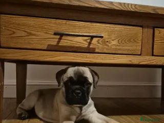 Bullmastiff dogs Beautiful Bullmastiff Puppy - Advert 4