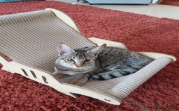 Savannah cats for sale: F5 Full Pedigree Tica Registered Girl Kitten - Image 10