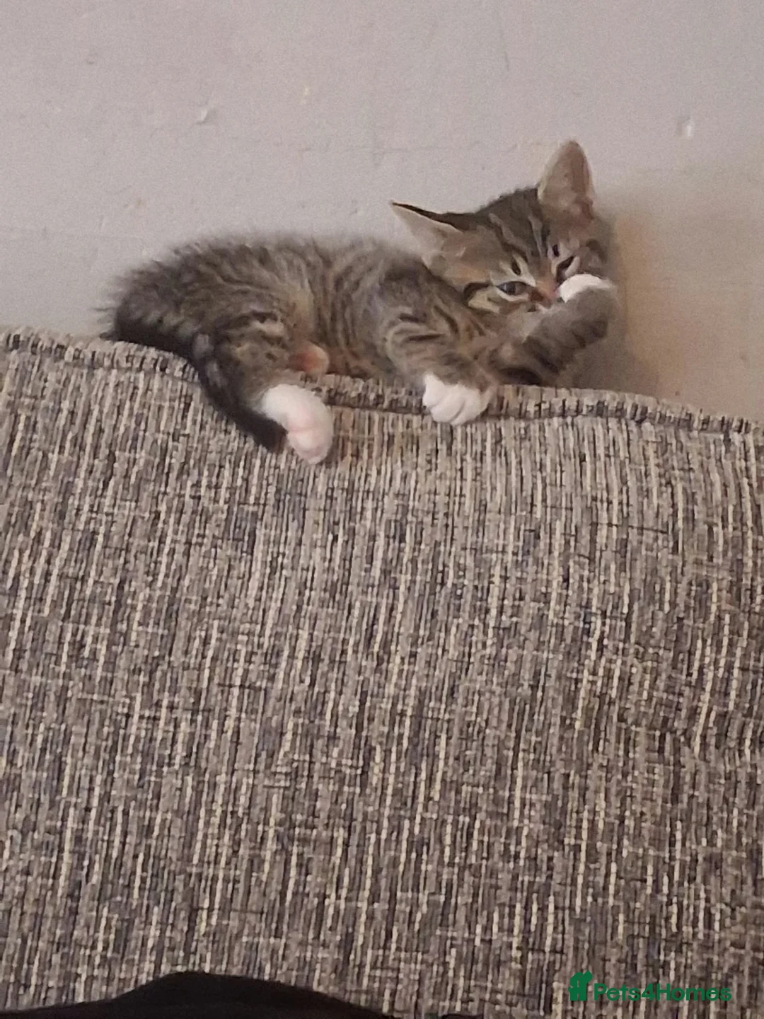 Mixed Breed cats for sale: 1 female kitten  - Advert 3