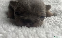 French Bulldog dogs for sale: 7 Stunning Babies ❤️💙 - Image 7