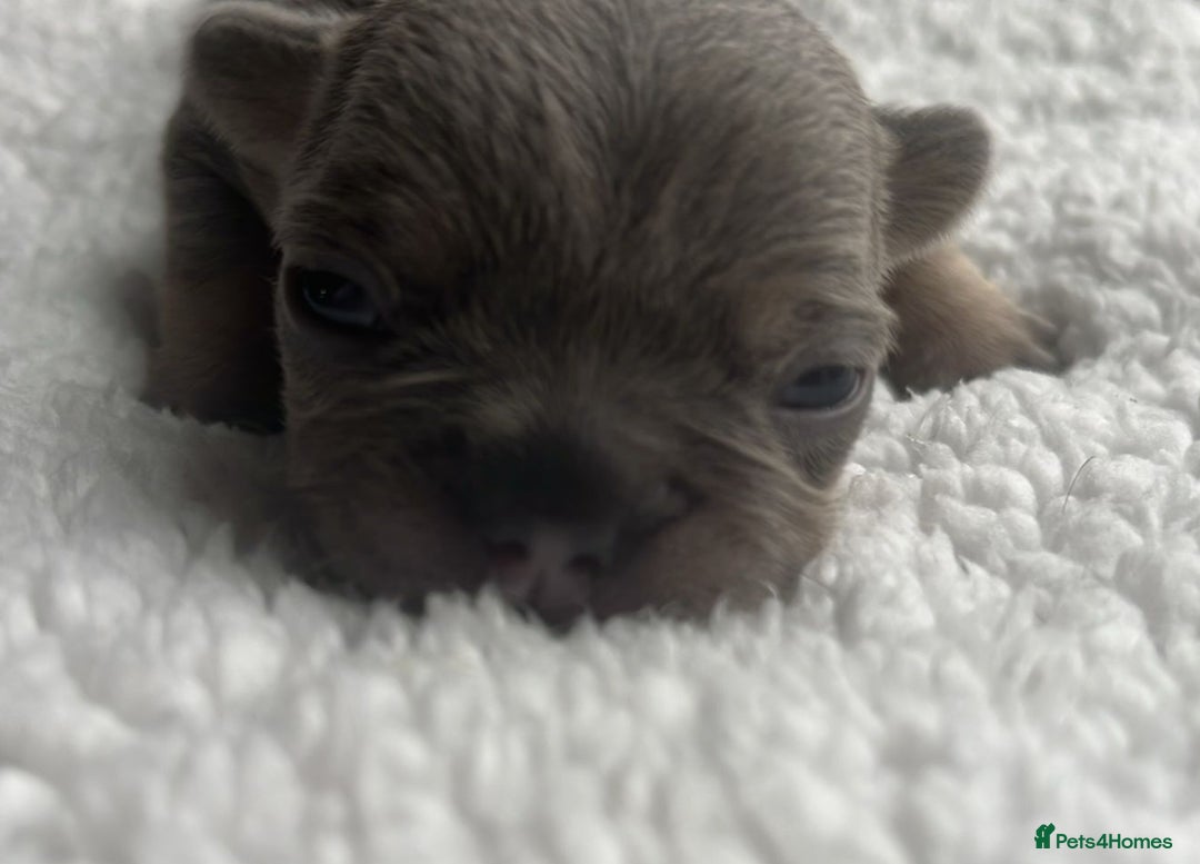 French Bulldog dogs for sale: 7 Stunning Babies ❤️💙 - Image 7