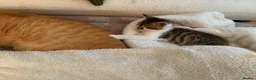 British Shorthair cats for sale: Eight week old, beautiful girl Kitten - Advert 4