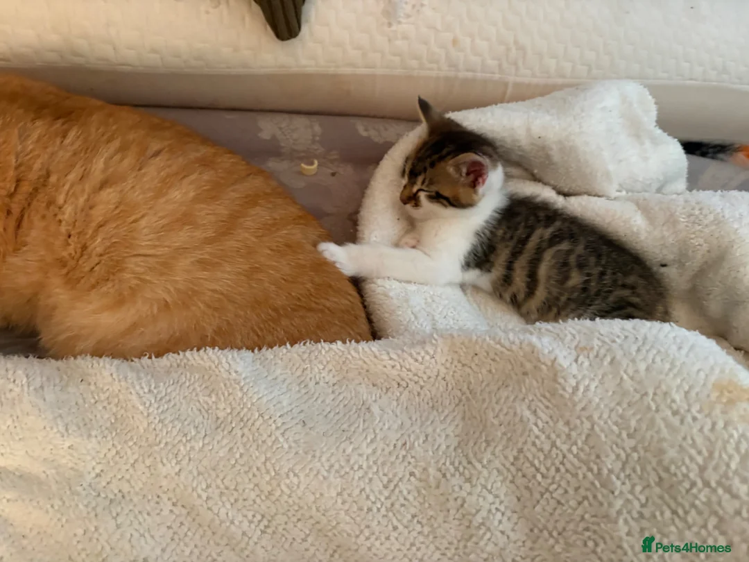 British Shorthair cats for sale: Eight week old, beautiful girl Kitten - Advert 4